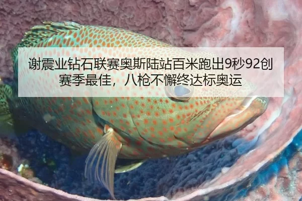 谢震业钻石联赛奥斯陆站百米跑出9秒92创赛季最佳，八枪不懈终达标奥运